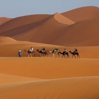 Camel Trekking Morocco Tours